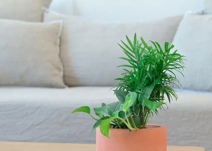 Syra Di Giovanni Daire